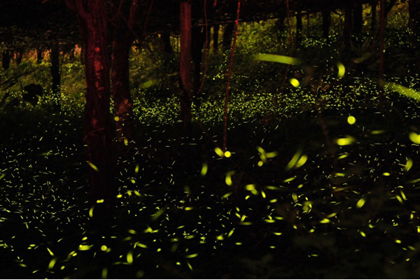 螢火蟲在夜裡飛舞，形成了浪漫螢河。（圖片來源／tourism.kcg）