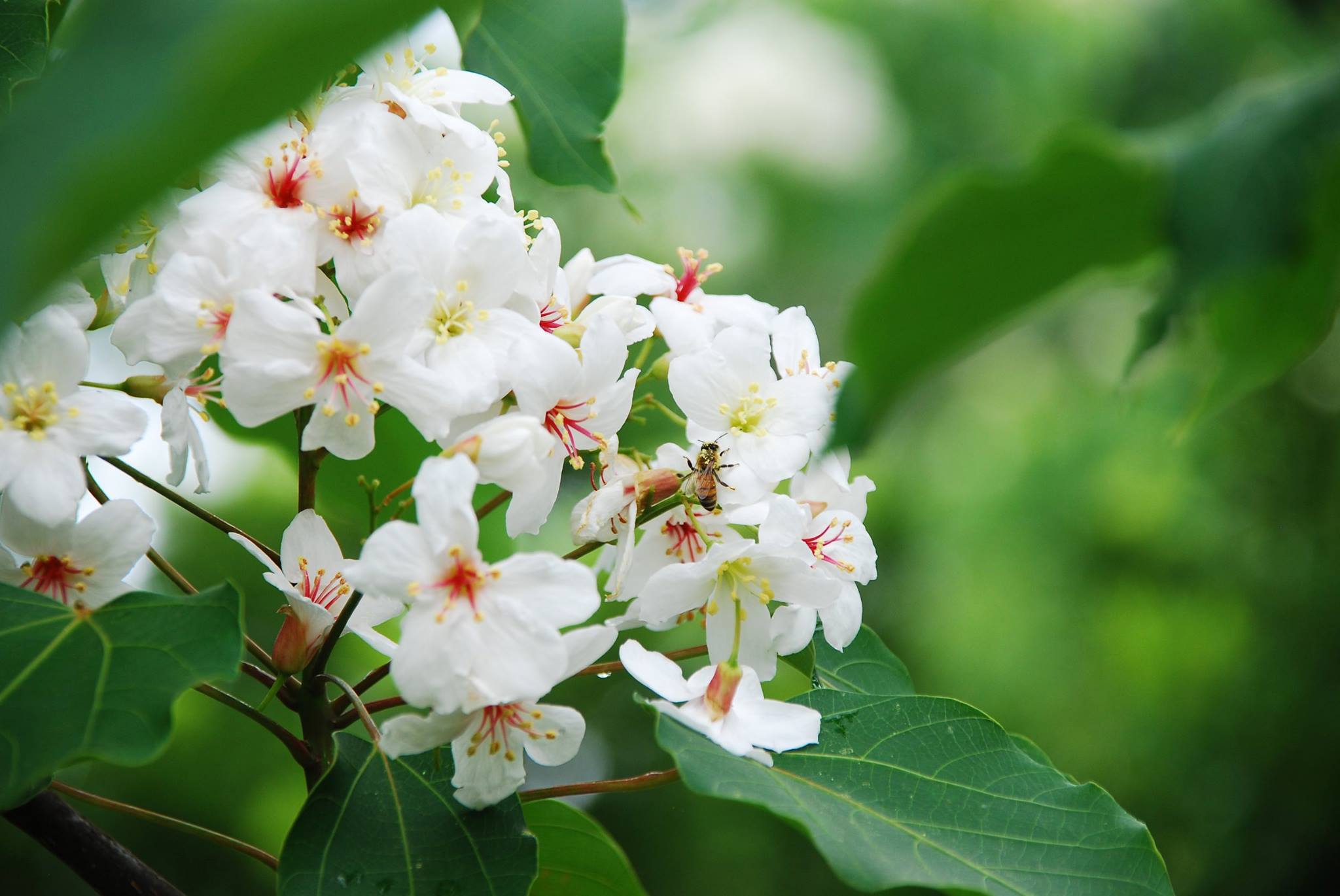 苗栗桐花開。（圖片來源／苗栗玩透透）