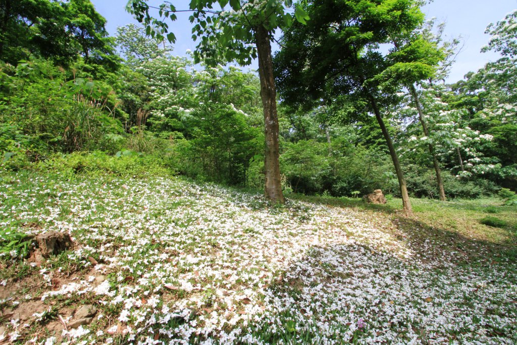 每到五月桐花開，苗栗體地披上美麗的白色花毯。（圖片來源／客家桐花祭）