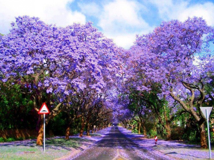 夢幻藍花楹。（圖片來源／placestoseeinyourlifetime）