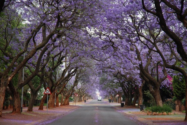 藍花楹隧道。（圖片來源／placestoseeinyourlifetime）