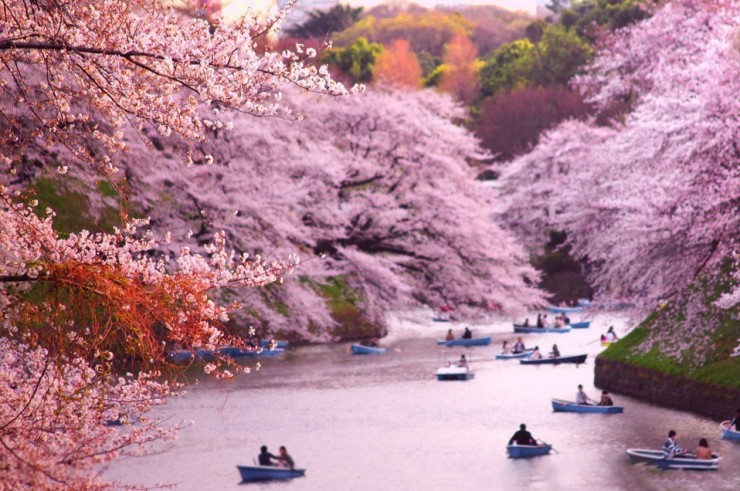 千鳥之淵（圖片來源／placestoseeinyourlifetime）