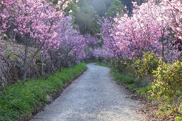 抽藤坑休閒農業區四季皆有不同風景。（圖片來源／臺中市政府）