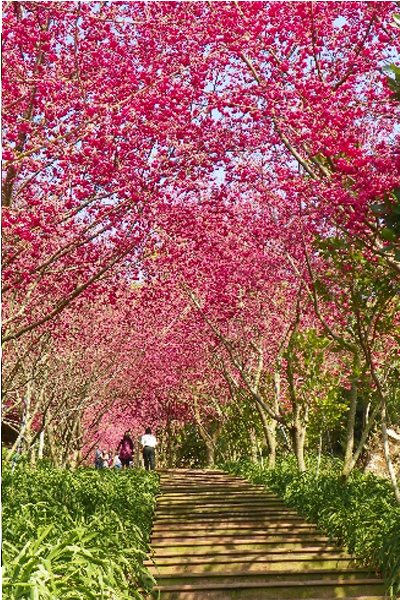 櫻花隧道美景動人。（圖片來源／臺中市政府）