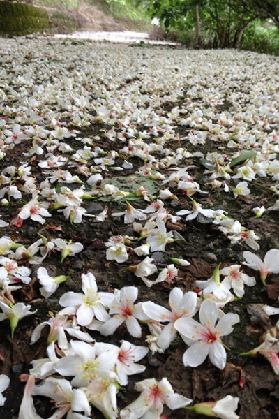 油桐花紛飛。（圖片來源／臺中市政府）