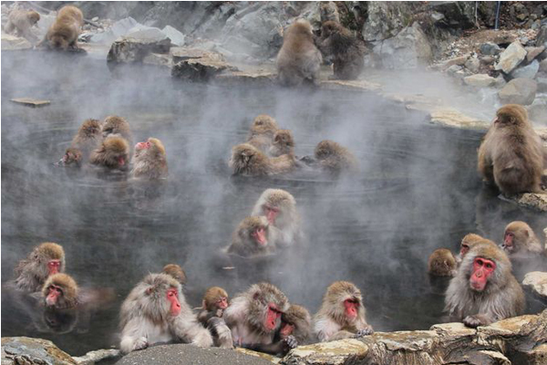 野猿公苑設有雪猴專用的泡湯池。(圖片來源／guide.travel.co.jp )