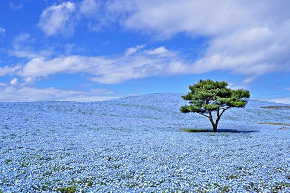 美麗琉璃唐草花海山丘，景色怡人。（圖片來源／國營ひたち海浜公園）