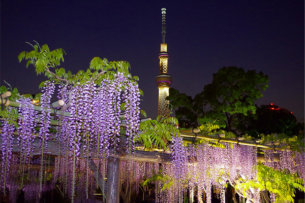 東京除了賞櫻，到了四月下旬更有紫藤花能夠欣賞。（圖片來源／ponta1）
