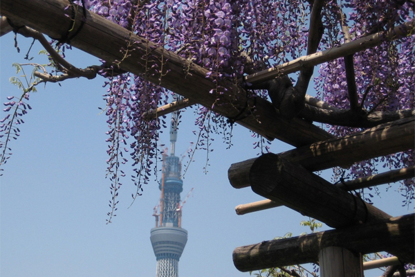 換個位置欣賞紫藤，也能見到天空樹景色。（圖片來源／shamon-kuro）
