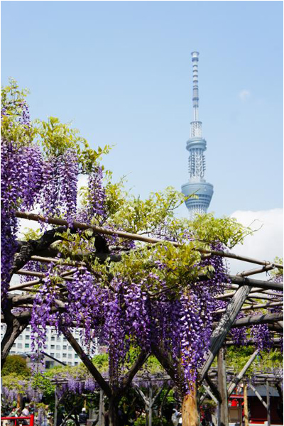 美麗的紫藤花與天空塔相映輝，成為一幅美麗風景。（圖片來源／gotokyo.org）