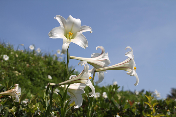 北海岸白色百合花開滿山頭。（圖片來源／北觀處）