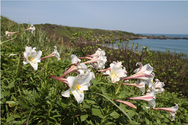 白色百合花與藍色海景天空勾勒出美麗風景。（圖片來源／北觀處）