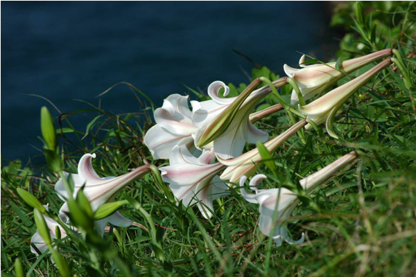 百合花盛開形狀如號角般，吹響春天樂章。（圖片來源／北觀處）