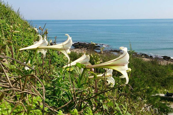 賞花賞海，淡淡花香撲鼻而來，讓人心曠神怡。（圖片來源／北觀處）