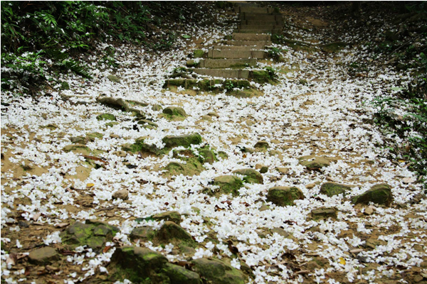 太極嶺桐花遍地成為美麗的白色花毯。（圖片來源／太極嶺）