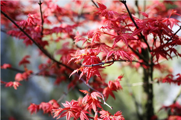 周遭約50株的日本楓，嫩葉呈現鮮紅色彩。（圖片來源／太極嶺）