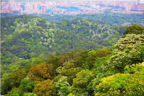 登上太極嶺步道，期待桐花盛開滿山頭美景。（圖片來源／太極嶺）