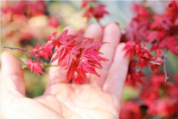 亮麗艷紅的日本楓。（圖片來源／太極嶺）