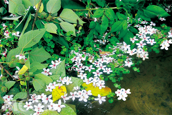 桐花隨水波搖曳漂流。（圖片提供／新北市三芝區公所）