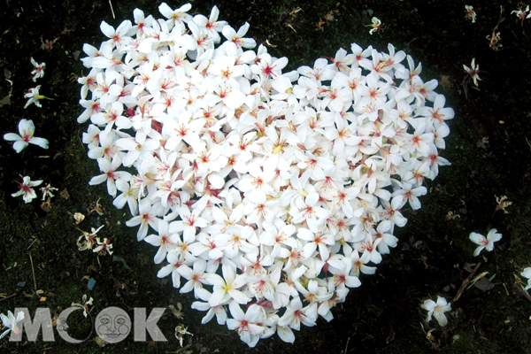 浪漫的白色桐花心。（圖片提供／新北市三芝區公所）