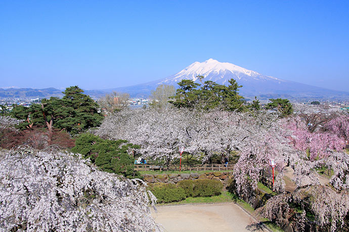 以岩木山作為背景，殘雪藍天櫻花形成美麗春色（圖片來源／JNTO）