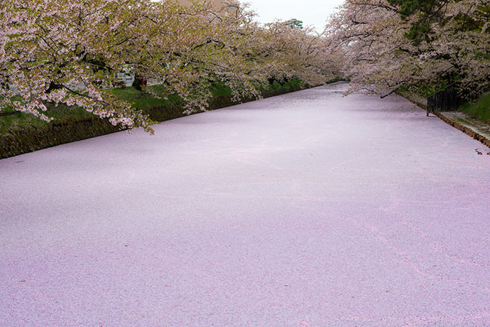 櫻花落下，護城河水被粉紅色的花瓣蓋上了一層美麗的花毯。（圖片來源／JNTO）
