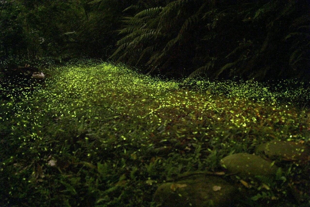螢火蟲季節，大窩地區螢火蟲滿坑滿谷，十分驚人(圖片來源／hcomt)