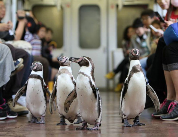 搭乘志摩線企鵝列車可以近距離欣賞企鵝可愛模樣。（圖片來源／ennori）