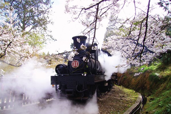 阿里山森鐵櫻花下的蒸氣火車頭。（圖片來源／林務局）