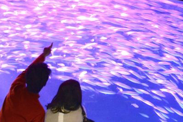沙丁魚群閃閃發亮的快速游過，如銀河般美麗。（圖片來源／hokkaido）