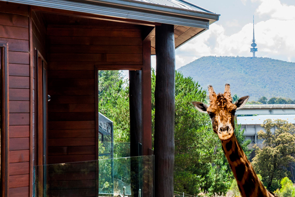 澳洲野生動物旅館，能夠和動物一起當室友、做鄰居。（圖片來源／businessinsider）
