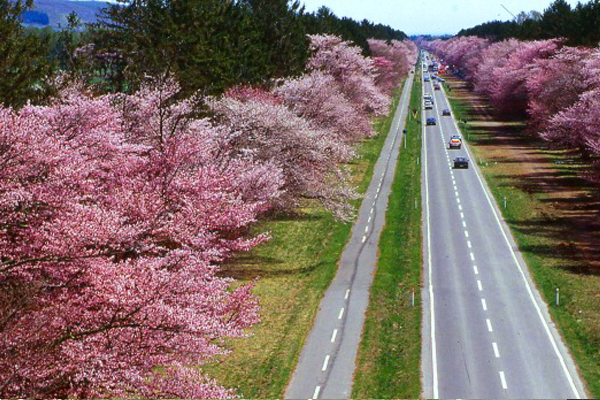 七公里長的櫻花並木而生，在地面上劃出一道迷人的粉紅色。（圖片來源／rinya.maff.go）