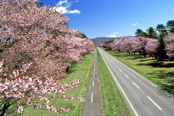 二十間道路櫻並木搭配綠地藍天，形成美麗風景。（圖片來源／rinya.maff.go）