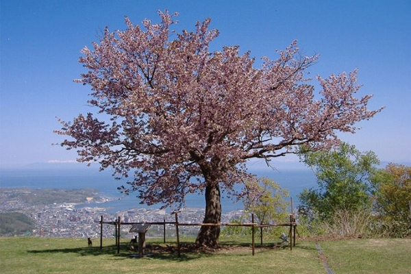 天狗山僅有一棵櫻花木，卻有大片的美麗城市景觀作為背景。（圖片來源／hokkaidolikers）