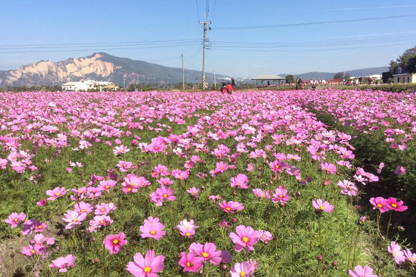 百日草花海，充滿鄉村田園氛圍。（圖片來源／中社觀光花市-官網）