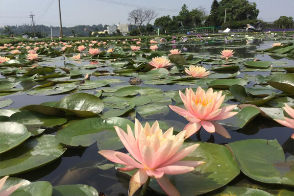 花色豐富的睡蓮，陸續盛開。（圖片來源／中社觀光花市-官網）