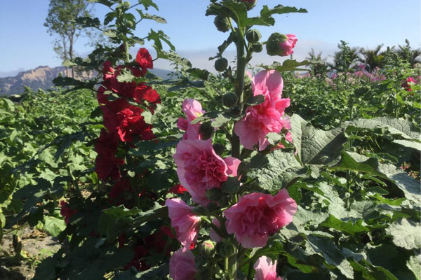 又有一丈紅之稱的蜀葵花。（圖片來源／中社觀光花市-官網）