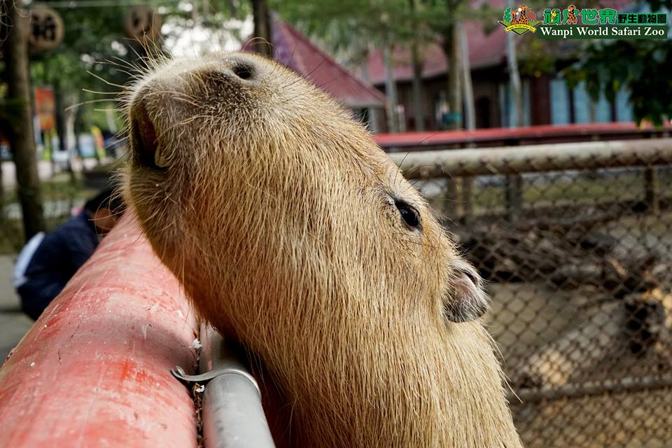 可愛的水豚是頑皮世界最受歡迎的明星動物。(圖片來源／頑皮世界野生動物園(Wanpi World Safari Zoo)）