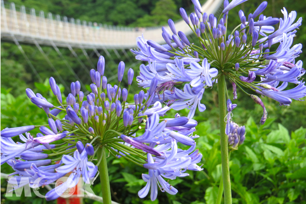 紫色愛情花在五月盛開，將天空之橋妝點得格外浪漫。(圖片提供／南投縣政府）