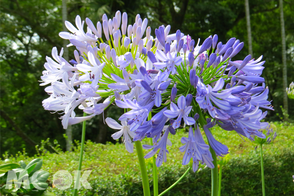 別名百子蓮的愛情花，紫色浪漫盛開。(圖片提供／南投縣政府）