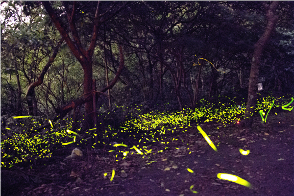 數以百計的螢火蟲為漆黑的大地增添許多光彩。（圖片來源／台北市大地處）
