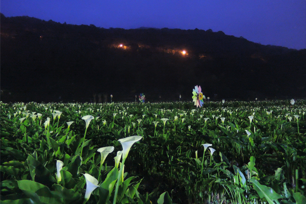 竹子湖海芋田愈夜愈美麗。（圖片來源／台北市大地處）