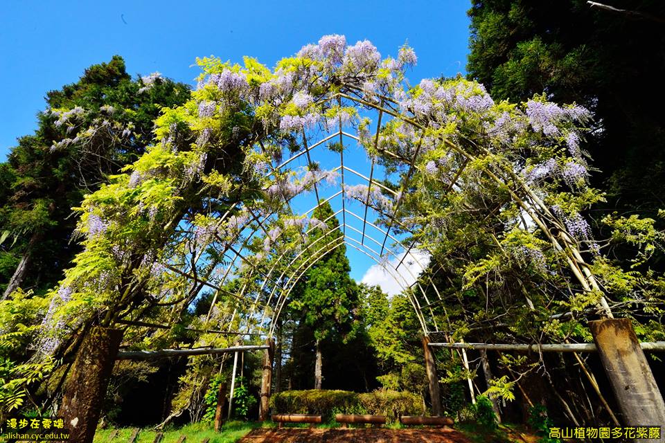 高山植物園多花紫藤。(圖片提供／漫步在雲端的阿里山黃源明)