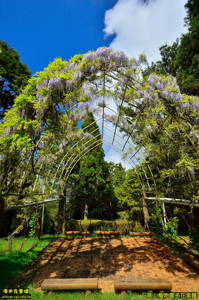 高山植物園紫藤花隧道，顏色多彩浪漫。(圖片提供／漫步在雲端的阿里山黃源明)