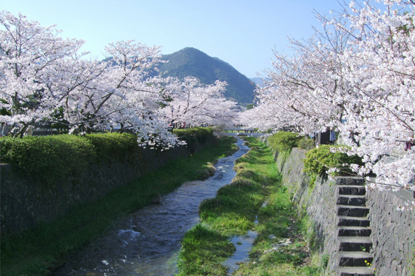春天時節，坂川沿岸約有兩百顆櫻花樹盛開。（圖片來源／livedoor）