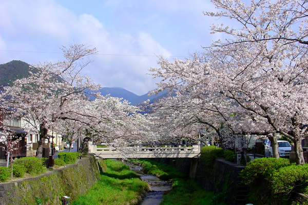 藍天粉櫻河川景色，散發一派優閒的愜意氛圍。（圖片來源／wikipedia）