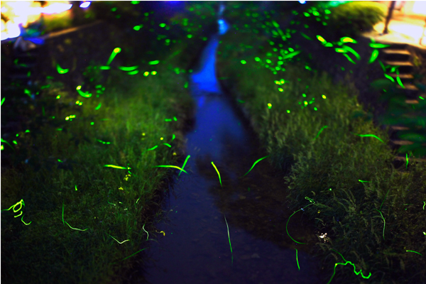 夜裡源式螢火蟲伴著坂川飛舞。（圖片來源／camecamecamera）