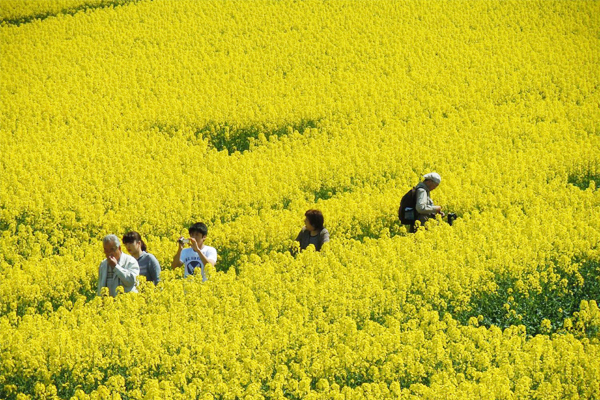 每到五月份，橫濱町大片油菜花田盛開，美不勝收。（圖片來源／find-travel）