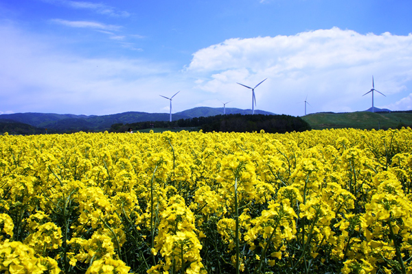 結合風力發電，在油菜花田裡就能欣賞風車轉動景色。（圖片來源／marugoto）