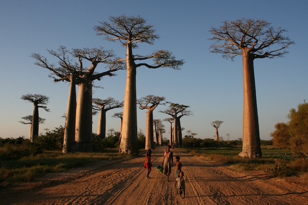 猴麵包樹高達30米 。（圖片來源／wikimedia）